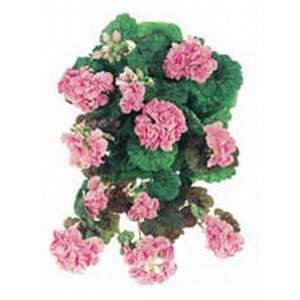 Allstate FBG113 PK 17 in. Small Pink Geranium Hanging Bushes x10  Case 
