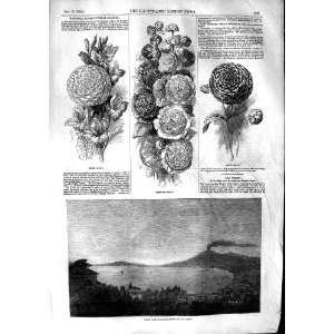  1853 Comet Castellamare Bay Naples Flowers Hollyhock