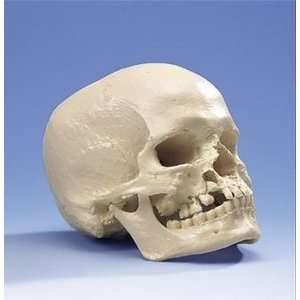  Microcephalic Human Skull: Health & Personal Care