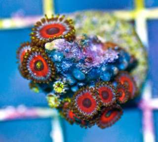 AAF* Indo Stop Sign Zoanthids Zoas Live Coral  