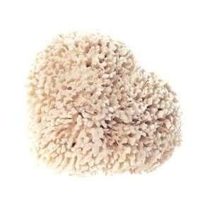   Company Large Mediterranean Sea Wool Sponge
