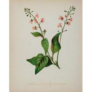  1898 Botanical Print Enchanters Nightshade Circaea 