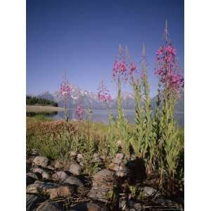  Wild Flowers, Jackson Lake, Grand Teton National Park, Wyoming 