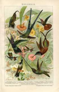 1894 HUMMINGBIRD BIRDS Antique Chromolithograph Print G.Mutzel  