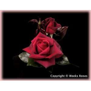  Lasting Love (Rosa Hybrid Tea)   Bare Root Rose: Patio 