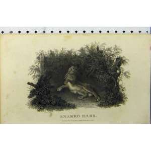   C1850 Snared Hare Wild Animal Country Scene Old Print: Home & Kitchen