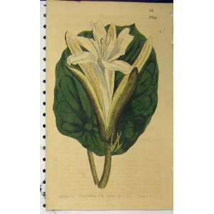   1803 Hand Coloured Flower Curits Sansom Edwards N.620