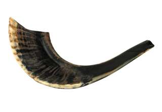 11 12 Kosher Black Rams Horn Shofar   Natural  