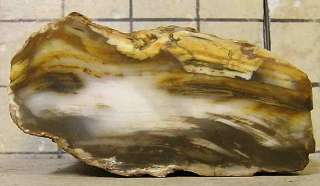 Petrified Wood Limb Rough & 3 Slabs 13.5 ounces total  