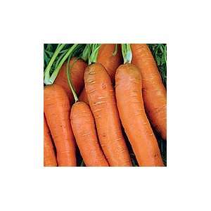  Organic Nantes Coreless Carrot   500 Seeds Patio, Lawn & Garden