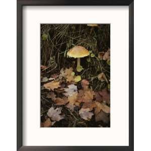  Maple Leaves Frame a Fly Agaric Mushroom National 