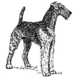   inch x 4 inch Photocards Line Drawing Airedale Terrier