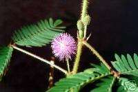 20 mimosa pudica SENSITIVE PLANT flowering fern seeds  