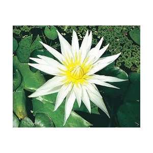  Crystal (white) Tropical Water Lilies 