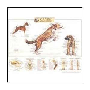  Canine Skeletal System Anatomical Chart 20 X 26 
