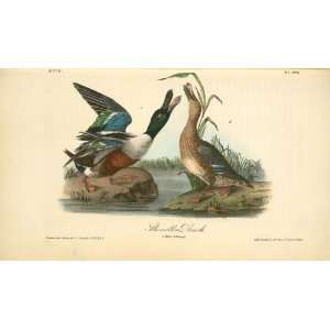   John James Audubon   24 x 14 inches   Shoveller Duck. 1. Male. 2