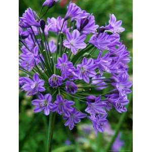  Agapanthus Blue Globe (African Lily), Bell Shaped Mauve 