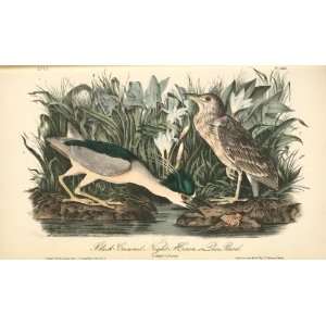  Hand Made Oil Reproduction   John James Audubon   24 x 14 
