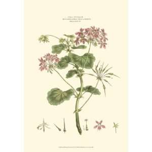  Small Blushing Pink Florals IV (P)   Poster by John Miller 