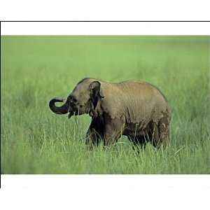  Asian / Indian Elephant   Young in long grass Photographic 