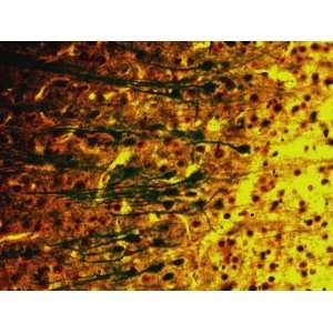  Cerebral Cortex Golgi X20 Method Glia Dendrites Premium 