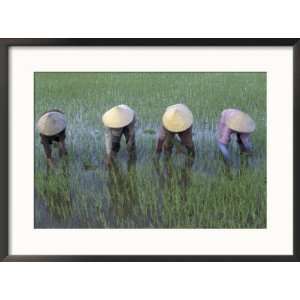  Mekong Delta, Vietnam Collections Framed Photographic 