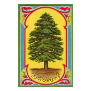  Cedar of Lebanon, Arabic Script Premium Poster Print 