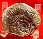 Fossil Ammonite Epperitites Jurassic AMM002, Fossil Ammonite 