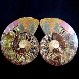 Ammonite Fossil Crystal Cut In Half,Madagascar CZ034  