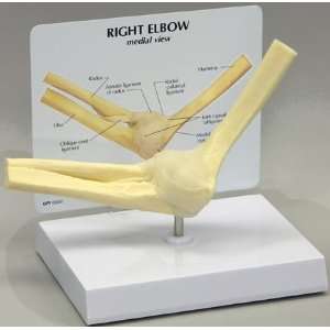 Elbow Bone Joint Anatomical Model:  Industrial & Scientific