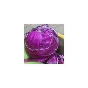  Red Acre Cabbage 300 Seeds Patio, Lawn & Garden
