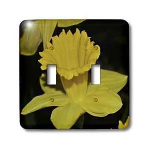 WhiteOak Photography Daffodils   Yellow Daffodil   Light Switch Covers 