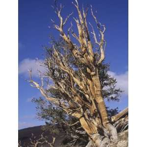  Ancient Bristlecone Pines, Pinus Longaeva, California, USA 