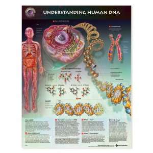  Understanding Human DNA Anatomical Chart Unmounted 9773PU 