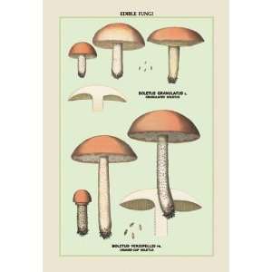  Exclusive By Buyenlarge Edible Fungi Boletus Granulatus 