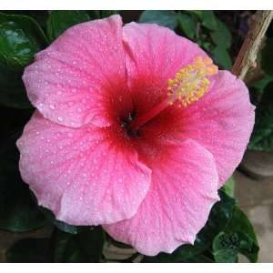   SPECIAL   Hawaiian Pink Hibiscus Cutting 4 Pack: Patio, Lawn & Garden