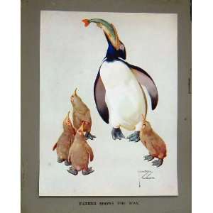   Comedy Colour Print Penguins Baby Fish Lawson Wood