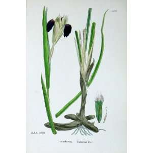  Botany Plants C1902 Tuberous Iris Colour Flowers