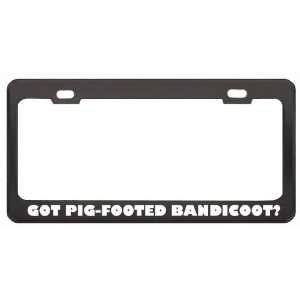 Got Pig Footed Bandicoot? Animals Pets Black Metal License Plate Frame 