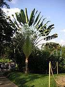 Travellers Palm ( Ravenala Madagascariensis) 20 Seeds  
