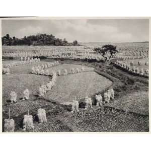  1930 Rice Field Paddy Paddies Oga Peninsula Hondo Japan 