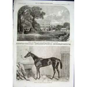   Cliefden Buckingham Shiore, Horse Tormentor Wins Oaks