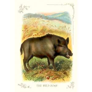  Wild Boar 30X20 Canvas