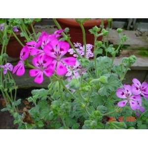  Fancy Leaf Geranium Stapeltoni Patio, Lawn & Garden