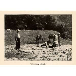 1919 Halftone Print Locals Threshing Wheat Popayan Colombia Cauca 