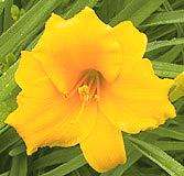 50 STELLA DE ORO DAYLILY, 1 TO 4 FANS PER PLANT NOW SHIPPING  
