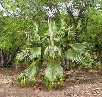 RARE Big Island Palm Pritchardia schattaueri OVERGROWN  