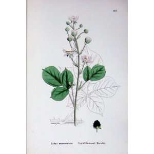  Botany Plants C1902 Cuspidate Leaved Bramble Rubus