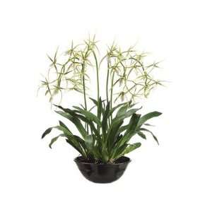  32 Brassia Orchid Plant with Terra Cotta Bowl