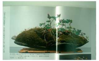 Japanese BONSAI Moss gardening and knack of it  